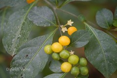 Solanum diphyllum